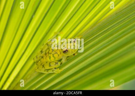 La rana di vetro reticolata, Hyalinobatrachium valerioi, è una rana notturna che si trova nelle foreste pluviali in Costa Rica, Panama, Colombia ed Ecuador. Foto Stock