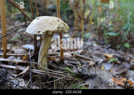 Morso leccinum pseudosscabrum fungo nella foresta Foto Stock