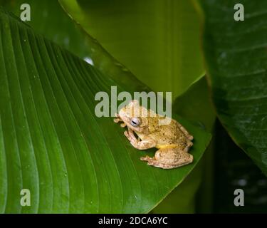 Rana di albero loquacious o Treefrog di Mahogany, loquax di Tlalocohyla, su una foglia in Costa Rica. Foto Stock