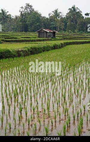 Campo di riso Paddy a Sumatra Ovest Foto Stock