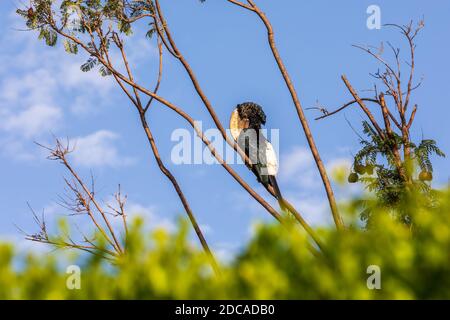 Strano uccello, argenteo-cheeked Hornbill, Bycanistes brevis, siede e nutrendo bacche su albero, lago Awasa Etiopia, Africa Fauna Foto Stock