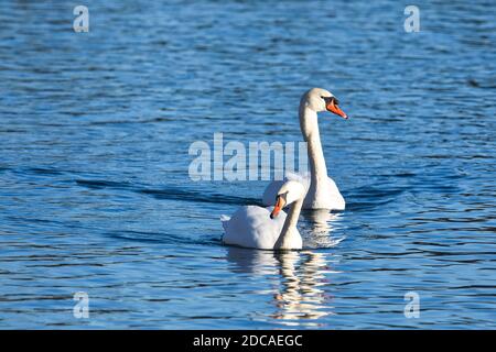 Animale, uccello, uccelli acquatici, Vogel, Wasservogel, Schwan, Swan, nuoto, Höckerschwan, Cygnus olor, cigno muto, Foto Stock