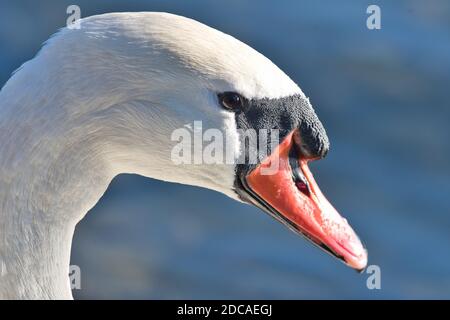 Animale, uccello, uccelli acquatici, Vogel, Wasservogel, Schwan, Swan, nuoto, Höckerschwan, Cygnus olor, cigno muto, Foto Stock