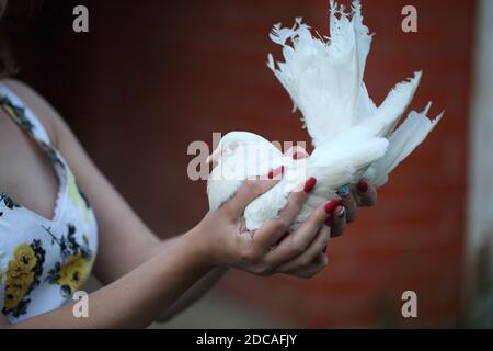 Felice ragazza con una colomba bianca nelle sue mani Foto Stock