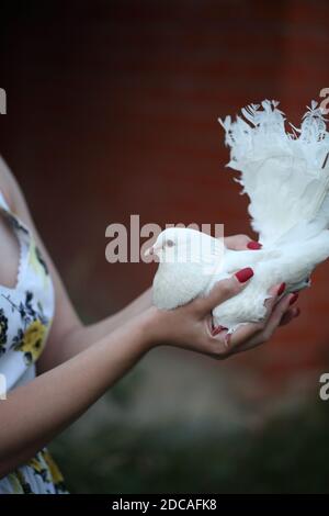 Felice ragazza con una colomba bianca nelle sue mani Foto Stock