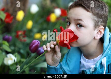 Fiore di tulipano per bambini nel parco Foto Stock