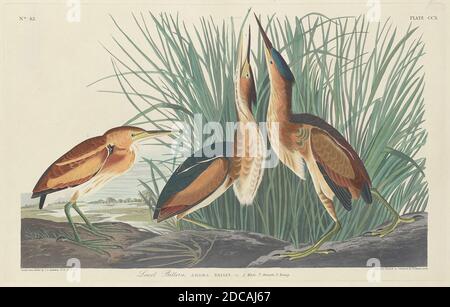 Robert Havell, Jr., (artista), americano, nato Inghilterra, 1793 - 1878, John James Audubon, (artista dopo), americano, 1785 - 1851, Least Bittern, The Birds of America: Plate CCX, (serie), 1834, incisione colorata a mano e acquatinta su carta Whatman wove Foto Stock