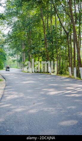 Autostrada nazionale a Kaziranga, Golaghat, Assam Foto Stock