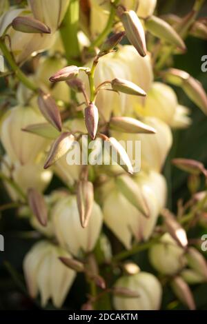 Yucca gloriosa, primo piano ritratto floreale naturale Foto Stock