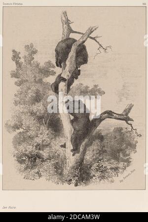 Karl Bodmer, (artista), svizzero, 1809 - 1893, Les Ours, acquaforte Foto Stock