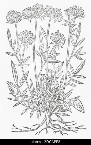 Vetch renale / Antyllis vulnerabilità woodcut da Gerarde's Herball, Storia delle piante. Gerard si riferisce ad essa come 'Anthyllis leguminosa'. P1060 Foto Stock