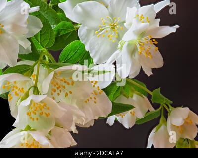 Foto closeup di fiori bianchi di gelsomino su sfondo scuro. Foto Stock