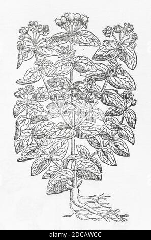 Tutsan / Hypericum androsaemum woodcut from Gerarde's Herball, Storia delle piante. Si riferisce come 'Tutsan, o Parke Leaves' / Clymenon Italorum. P435. Foto Stock