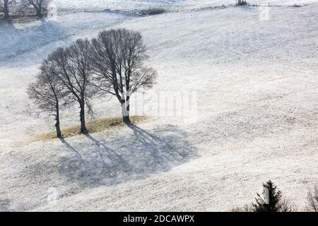 Oberried, Germania. 20 Nov 2020. L'ombra di tre alberi si staglia vicino alla cima dello Schauinsland su un prato coperto di neve leggera. Un sottile strato di neve è caduto durante la notte in alcuni luoghi ad un'altitudine di oltre 900 metri. Credit: Philippe von Ditfurth/dpa/Alamy Live News Foto Stock