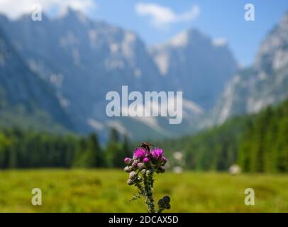 Un primo piano di un insetto sui fiori di cardo nel Parco Nazionale del Triglav, Bohinjsko, Slovenia Foto Stock