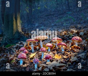 L'agaric del mosca illumina nella luce soffusa della sera. Foto Stock