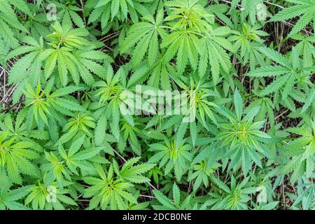 Foglie giovani di pianta di cannabis. Vista dall'alto. Natura sfondo. Foto Stock