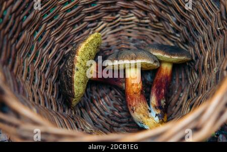 Cesto di vimini pieno di funghi selvatici in mano di donna su sfondo verde. Vista laterale, primo piano, il concetto di ricreazione e passatempo interessante Foto Stock