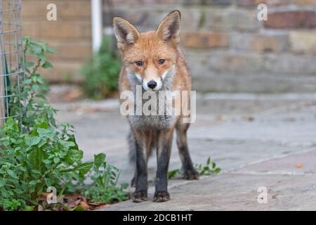 Una volpe urbana londinese cammina per le strade di North Camden, Londra il 2020 novembre Foto Stock