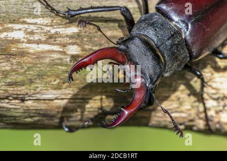 Stag beetle, European Stag beetle (Lucanus cervicus), maschio, ritratto, Germania, Baden-Wuerttemberg Foto Stock