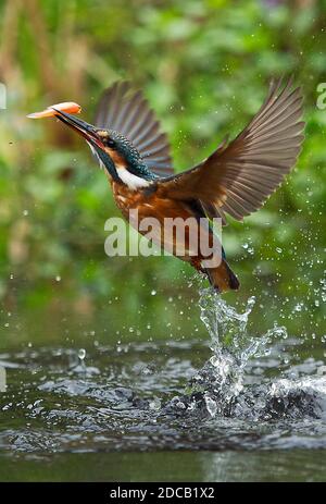 Fiume Martin pescatore (Alcedo atthis), partendo dall'acqua con pesce catched nel disegno di legge, Germania Foto Stock