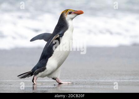 pinguino reale (Eudyptes schlegeli), camminando sulla spiaggia, vista laterale, Australia, Tasmania, Isola di Macquarie Foto Stock