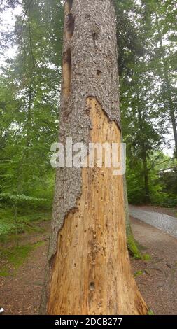 Abete rosso (Abies alba), tronco morto con tracce di picchio nero, Germania, Baviera, Parco Nazionale della Foresta Bavarese Foto Stock