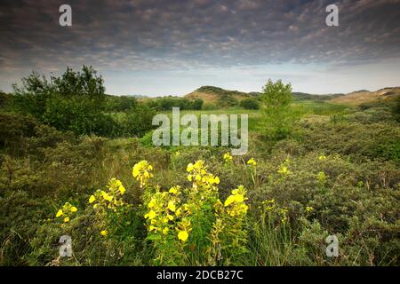 Serata a fiore grande, Primula sera con setto rosso, Primerose sera con ampio strato (Oenotera glazioviana, Oenotera eritrosepala), Westhoek Foto Stock