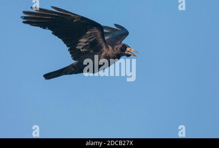 Rook orientale (Pastinatore Corvus frugilegus, Pastinatore Corvus), in volo, vista laterale, Giappone Foto Stock