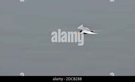 Terna acuticauda, in volo, India Foto Stock