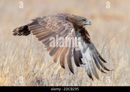 Aquila di serpente marrone (Circaetus cinereus), adulto in volo, Sudafrica, Mpumalanga Foto Stock