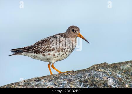 Sandpiper viola (Calidris maritima), in piedi sul molo, Paesi Bassi Foto Stock