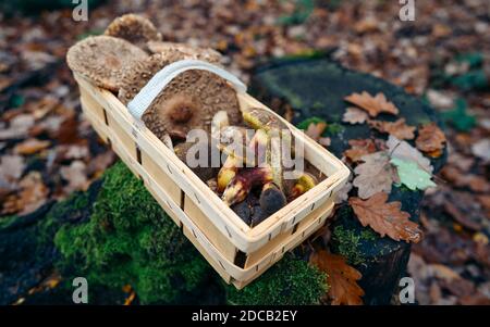 Cesto di vimini pieno di funghi selvatici su sfondo verde. Un raccoglitrice di funghi con un cesto pieno di funghi. Bellissimi funghi nella retroilluminazione. Foto Stock