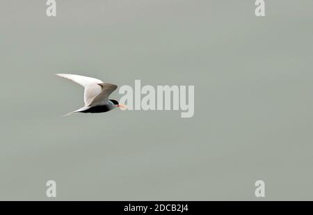 Terna acuticauda, in volo, India Foto Stock