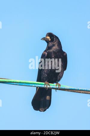 Rok orientale (Pastinatore Corvus frugilegus, Pastinatore Corvus), che perching su un filo elettrico, Giappone Foto Stock