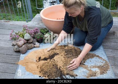 Fare un mini sandarium per le api selvatiche, la miscela di sabbia, argilla e terreno è riempito in una ciotola, foto di serie 9/18, Germania Foto Stock