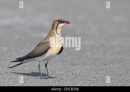 Pratincole colate, pratincole comuni, pratincole alate rosse (Glareola pratincola), perching su una superficie di asfalto, vista laterale, Sudafrica, Foto Stock