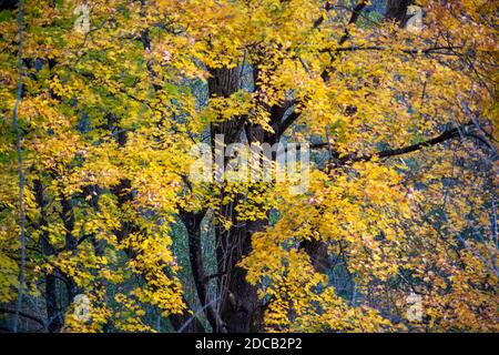 Le foglie gialle dell'autunno arrugginono nella brezza Foto Stock