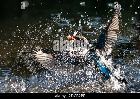 Fiume Martin pescatore (Alcedo atthis), partendo dall'acqua con pesce catched nel disegno di legge, Germania Foto Stock