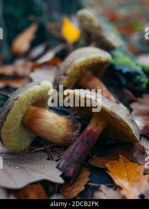 Bel fungo sul muschio nella foresta in funghi stagione bianca (Boletus edulis, Re bolete). Foglia di aspen giallo il giorno d'autunno. Naturale selvaggio Foto Stock