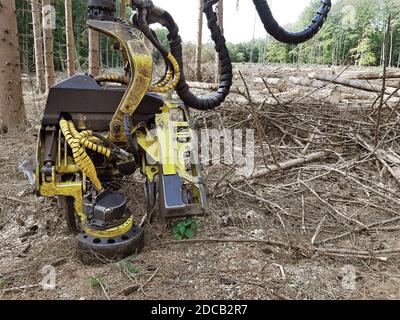 Abete norvegese (Picea abies), vendemmiatrice in una zona deforestata, Germania Foto Stock