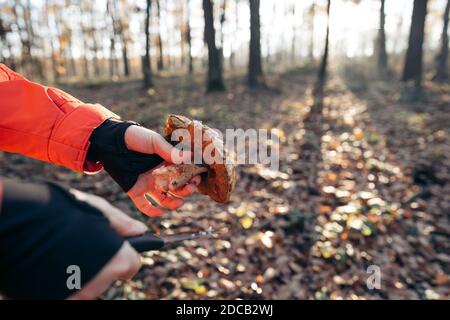 La ricerca di funghi nella foresta. Raccoglitrice di funghi. Una donna sta tagliando un fungo marrone con un coltello. Mani di una donna, un coltello. Concetto: Foto Stock