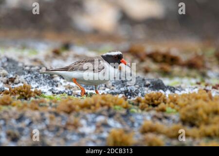 Long-billed plover, Tuturuatu (Charadrius novaeseelandiae, Thinornis novaeseelandiae), adulto in piedi sulla riva, Nuova Zelanda, Isole Chatham Foto Stock