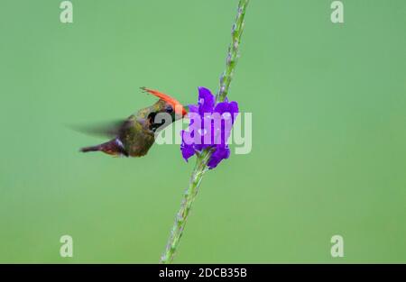 rufous-crested coquette (Lophornis delattrei), hovering a fiore tropicale, vista laterale, Perù, Madre De Dios, Manu National Park Foto Stock