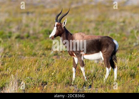 bontebok (Damaliscus pygargus, Damaliscus dorcas, Damaliscus dorcas dorcas), adulto in piedi a terra, Sudafrica, Capo Occidentale Foto Stock