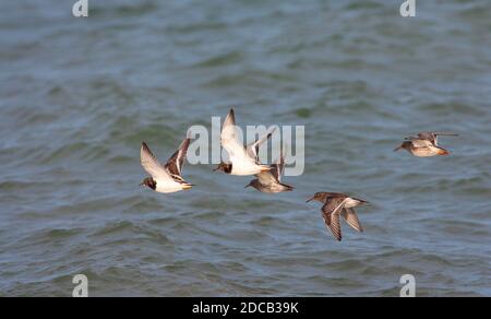 Sandpiper viola (Calidris maritima), tre sandpiper viola e due torni Ruddy (Arenaria interpres) che volano sul mare lungo il Mare del Nord Foto Stock