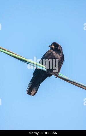 Rok orientale (Pastinatore Corvus frugilegus, Pastinatore Corvus), che perching su un filo elettrico, Giappone Foto Stock