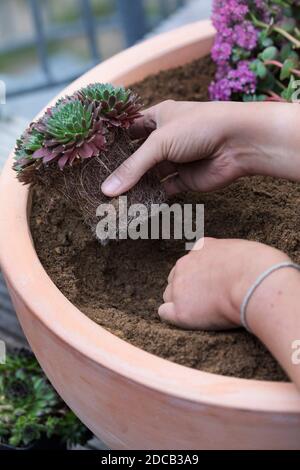 Fare un mini sandarium per le api selvatiche, ciotola con miscela di sabbia, argilla e terreno è piantato, foto di serie 15/18, Germania Foto Stock