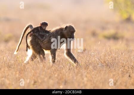 Chacma baboon, anubius baboon, ulivo baboon (Papio ursinus, Papio cynocephalus ursinus), femmina adulta che porta un cucciolo sulla schiena, Sudafrica, Foto Stock