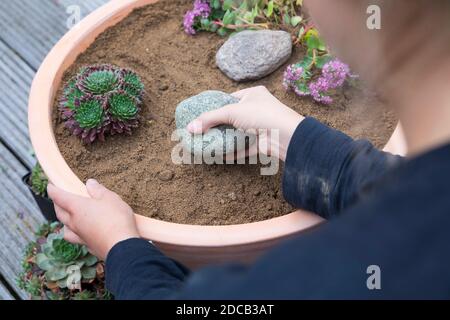 Fare un mini sandarium per le api selvatiche, ciotola con miscela di sabbia, argilla e terreno è piantato, foto di serie 16/18, Germania Foto Stock